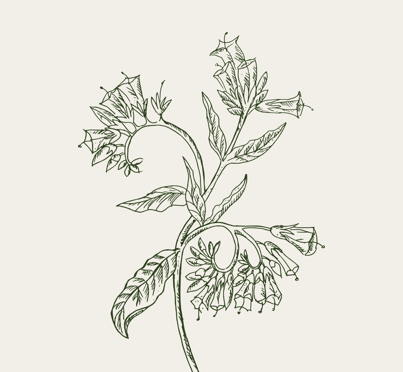 ackerbaum, illustrationen